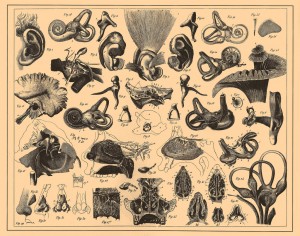 From Brockhaus-Efron Encyclopedic Dictionary
